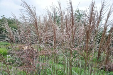 Japans sierriet Miscanthus sinensis 'Malepartus' 5-10 Pot P9