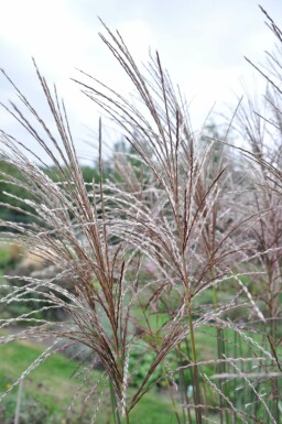 Japans sierriet Miscanthus sinensis 'Malepartus' 5-10 Pot P9