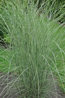 Chinees riet Miscanthus sinensis 'Morning Light' 5-10 Pot P9 Miscanthus sinensis 'Morning Light'