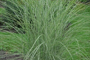 Chinees riet Miscanthus sinensis 'Morning Light' 5-10 Pot P9 Miscanthus sinensis 'Morning Light'