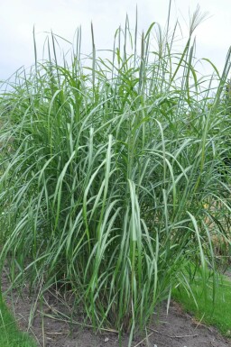 Prachtriet Miscanthus sinensis 'Silberfeder' 5-10 Pot P9 Miscanthus sinensis 'Silberfeder'