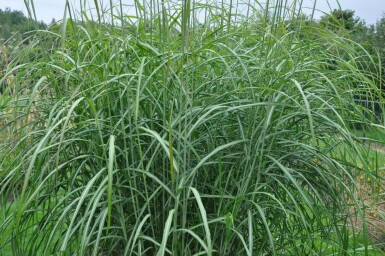 Prachtriet Miscanthus sinensis 'Silberfeder' 5-10 Pot P9 Miscanthus sinensis 'Silberfeder'