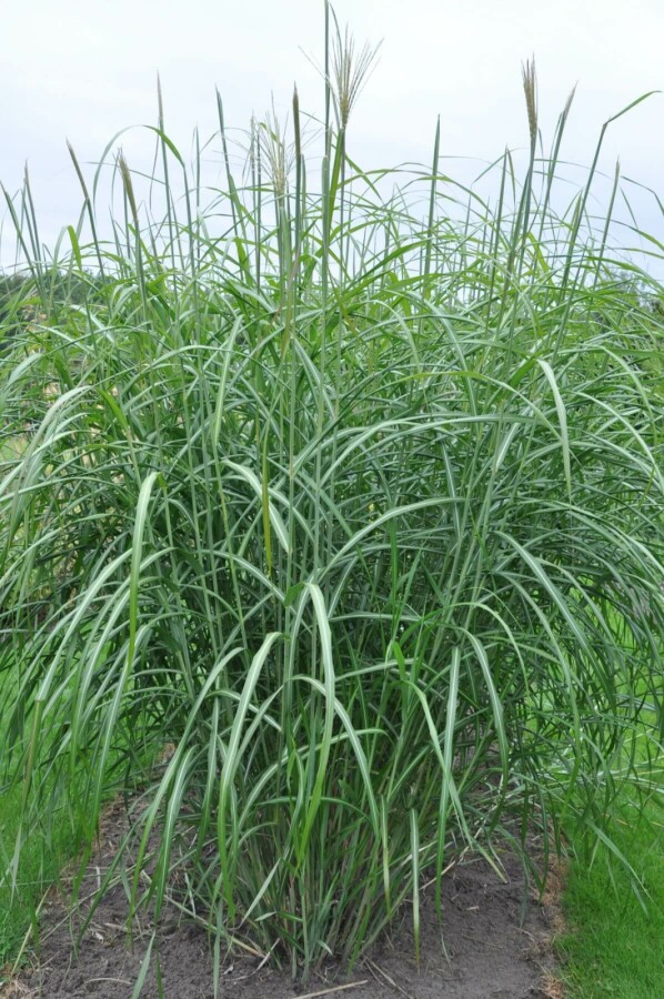 Prachtriet Miscanthus sinensis 'Silberfeder' 5-10 Pot P9 Miscanthus sinensis 'Silberfeder'