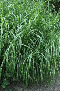 Prachtriet Miscanthus sinensis 'Strictus' 5-10 Pot P9