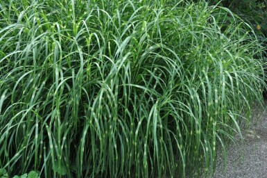 Prachtriet Miscanthus sinensis 'Strictus' 5-10 Pot P9