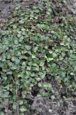 Patrijsbes Mitchella repens 5-10 Pot P9 Mitchella repens