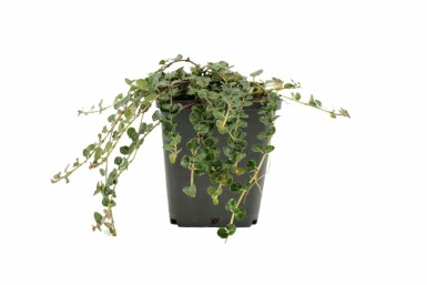 Patrijsbes Mitchella repens 5-10 Pot P9 Mitchella repens