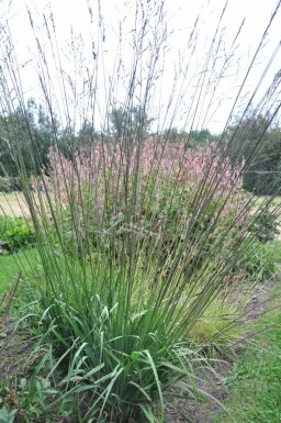 Pijpestrootje Molinia arundinacea 'Karl Foerster' 5-10 Pot P9