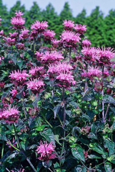 Bergamotplant Monarda 'Beauty of Cobham' 5-10 Pot P9 Monarda 'Beauty of Cobham'