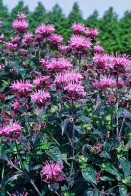 Bergamotplant Monarda 'Beauty of Cobham' 5-10 Pot P9 Monarda 'Beauty of Cobham'
