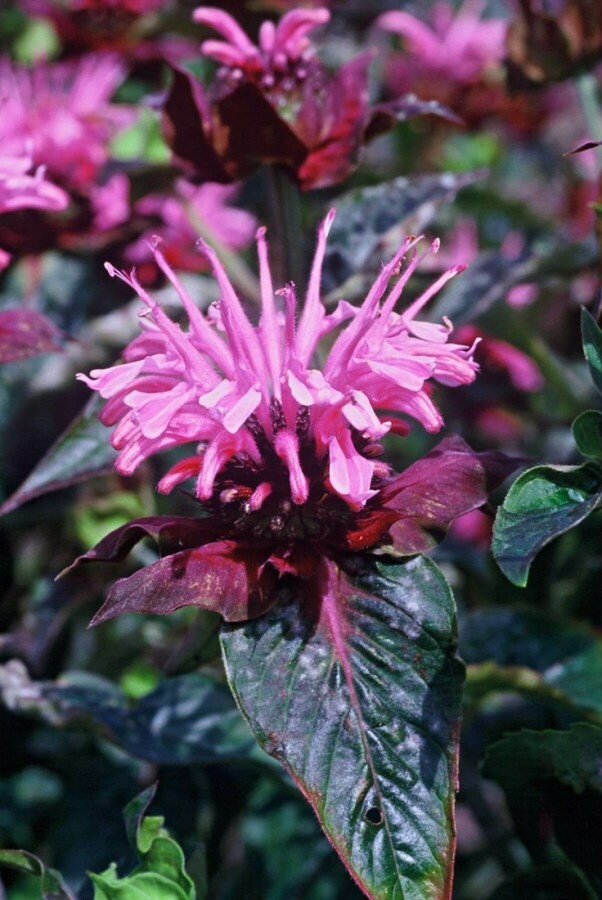 Bergamotplant Monarda 'Beauty of Cobham' 5-10 Pot P9 Monarda 'Beauty of Cobham'