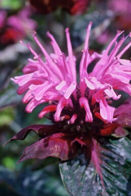 Bergamotplant Monarda 'Beauty of Cobham' 5-10 Pot P9 Monarda 'Beauty of Cobham'