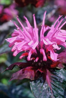 Bergamotplant Monarda 'Beauty of Cobham' 5-10 Pot P9