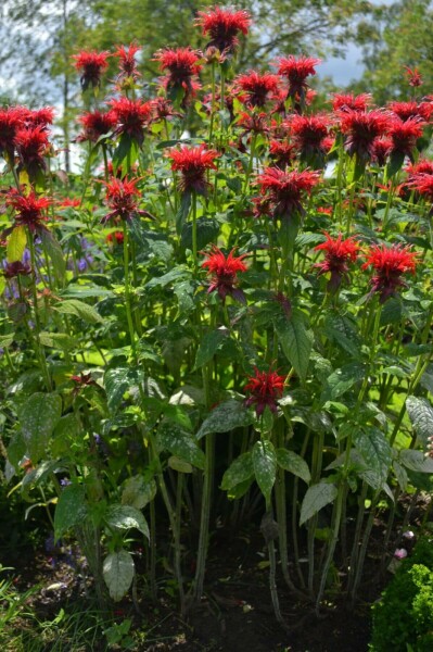 Bergamotplant Monarda 'Cambridge Scarlet' 5-10 Pot P9 Monarda 'Cambridge Scarlet'