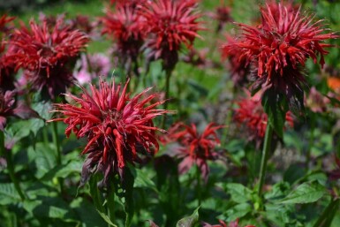 Bergamotplant Monarda 'Cambridge Scarlet' 5-10 Pot P9 Monarda 'Cambridge Scarlet'