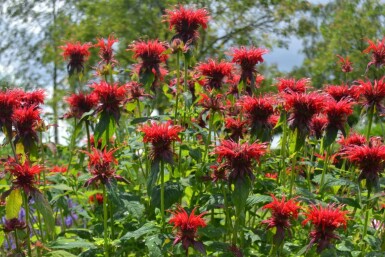 Bergamotplant Monarda 'Cambridge Scarlet' 5-10 Pot P9 Monarda 'Cambridge Scarlet'