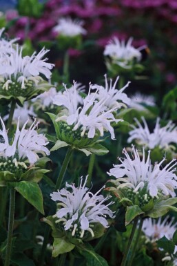 Bergamotplant Monarda 'Schneewittchen' 5-10 Pot P9