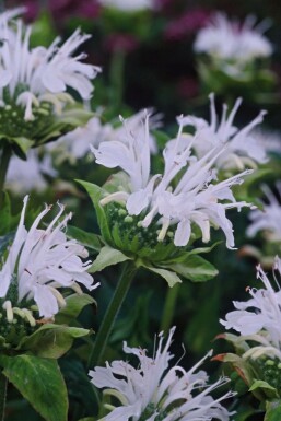 Bergamotplant Monarda 'Schneewittchen' 5-10 Pot P9 Monarda 'Schneewittchen'