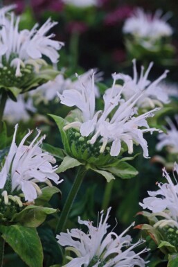 Bergamotplant Monarda 'Schneewittchen' 5-10 Pot P9