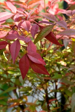 Hemelse bamboe Nandina domestica Struik 30-40 Pot C2