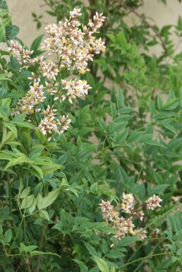 Hemelse bamboe Nandina domestica Struik 30-40 Pot C2