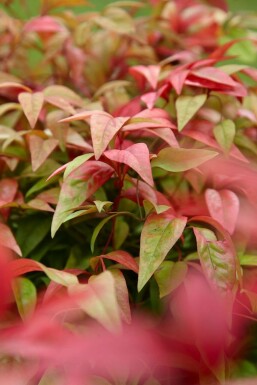 Nandina domestica 'Firepower' C10 40-50