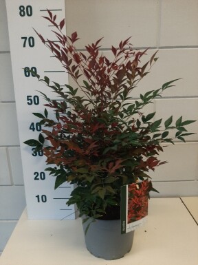 Nandina domestica 'Obsessed' struik 40-50 cm