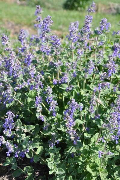 Kattekruid Nepeta faassenii 5-10 Pot P9 Nepeta faassenii