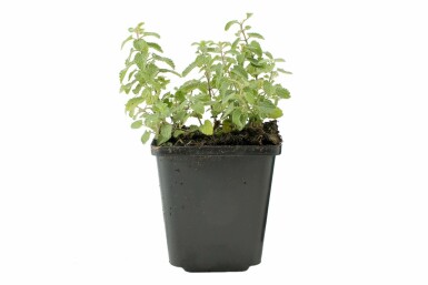 Kattekruid Nepeta faassenii 5-10 Pot P9