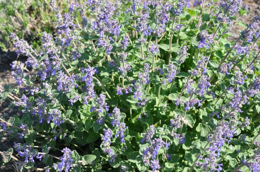Kattekruid Nepeta faassenii 5-10 Pot P9 Nepeta faassenii