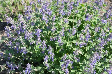 Kattekruid Nepeta faassenii 5-10 Pot P9 Nepeta faassenii