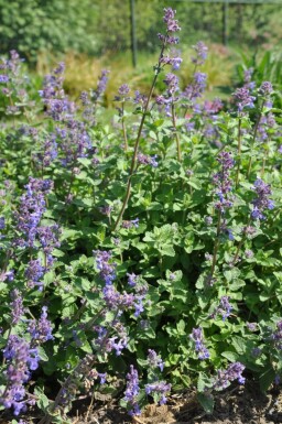 Kattekruid Nepeta faassenii 5-10 Pot P9 Nepeta faassenii