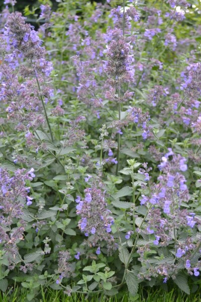 Kattekruid Nepeta faassenii 'Six Hills Giant' 10-15 Pot C2 Nepeta faassenii 'Six Hills Giant'