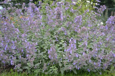 Kattekruid Nepeta faassenii 'Six Hills Giant' 10-15 Pot C2 Nepeta faassenii 'Six Hills Giant'