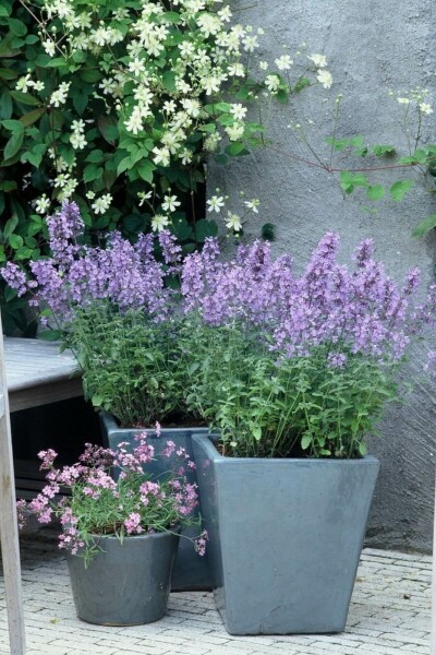 Kattekruid Nepeta faassenii 'Walker's Low' 5-10 Pot P9 Nepeta faassenii 'Walker's Low'