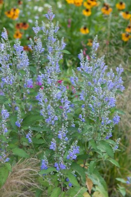 Siberisch kattekruid Nepeta sibirica 5-10 Pot P9