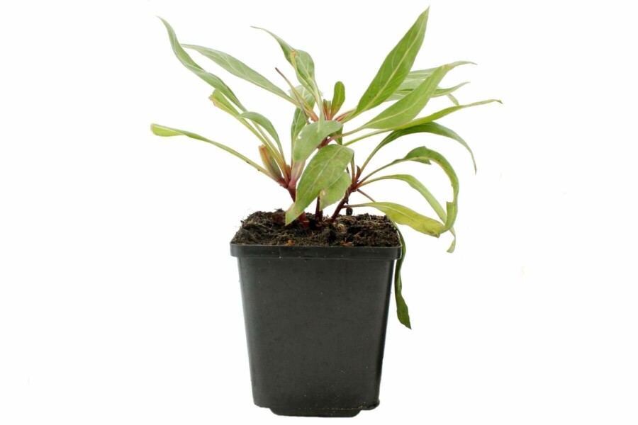 Teunisbloem Oenothera macrocarpa 5-10 Pot P9 Oenothera macrocarpa