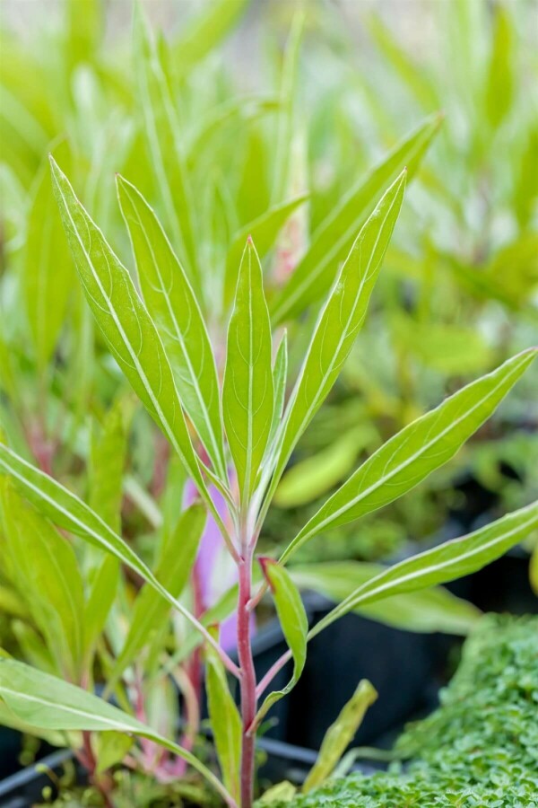 Teunisbloem Oenothera macrocarpa 5-10 Pot P9 Oenothera macrocarpa