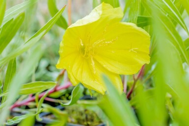 Teunisbloem Oenothera macrocarpa 5-10 Pot P9 Oenothera macrocarpa