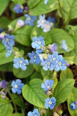 Amerikaans vergeet-mij-nietje Omphalodes verna 5-10 Pot P9 Omphalodes verna