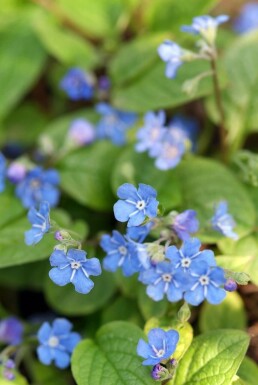 Amerikaans vergeet-mij-nietje Omphalodes verna 5-10 Pot P9 Omphalodes verna