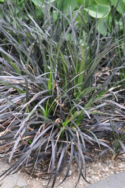 Slangenbaard Ophiopogon planiscapus 'Niger' 5-10 Pot P9