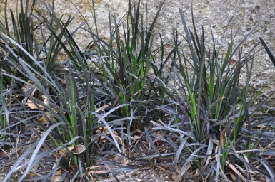 Slangenbaard Ophiopogon planiscapus 'Niger' 5-10 Pot P9