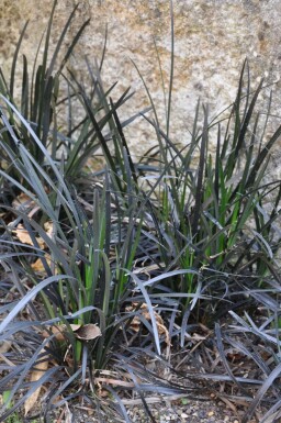 Slangenbaard Ophiopogon planiscapus 'Niger' 5-10 Pot P9