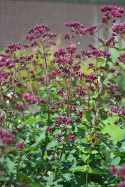 Origanum hybride 'Rosenkuppel'