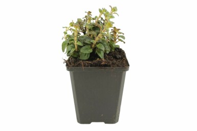 Origanum hybride 'Rosenkuppel'