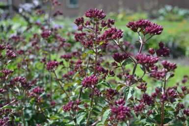 Origanum hybride 'Rosenkuppel'