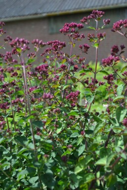 Origanum hybride 'Rosenkuppel'