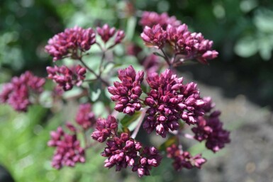 Origanum hybride 'Rosenkuppel'