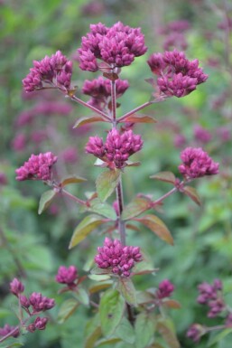 Origanum hybride 'Rosenkuppel'